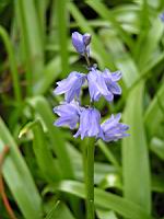 Hyacinthoides non-scripta Chouard, subsp Non-Scripta X Hispanica, Miller Kerguelen (fam Hyacinthacees) (4) (Photo F. Mrugala)